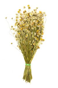 Сбор трав, Ромашка