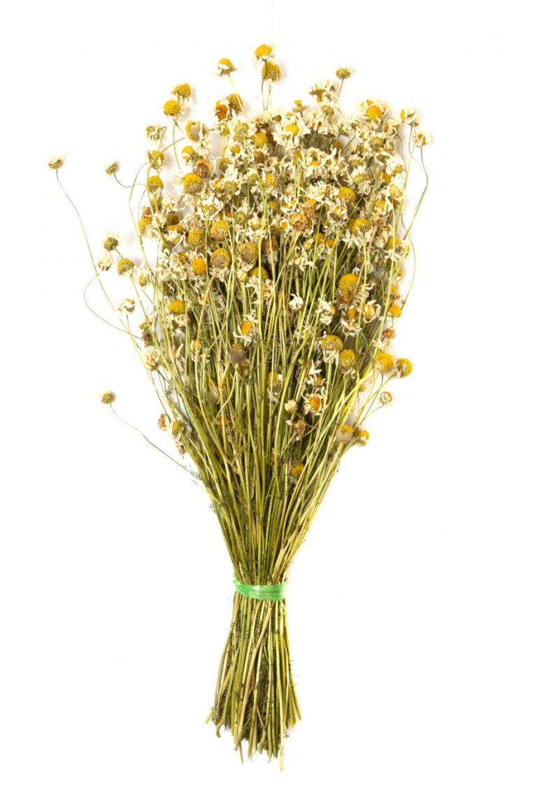 Сбор трав, Ромашка