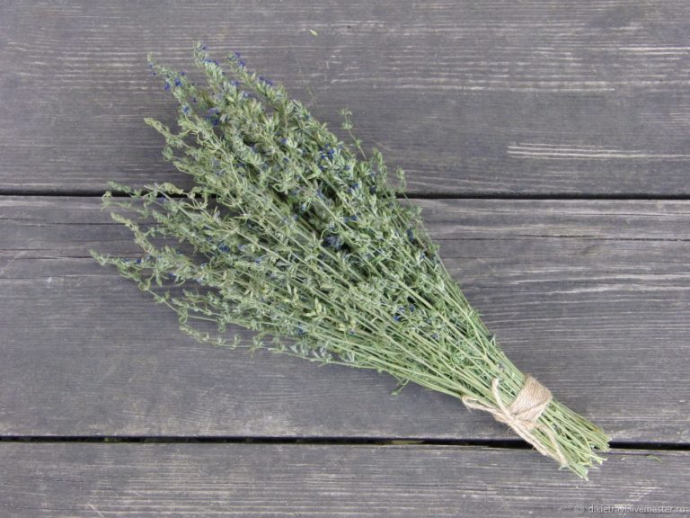 Сбор трав, Иссоп